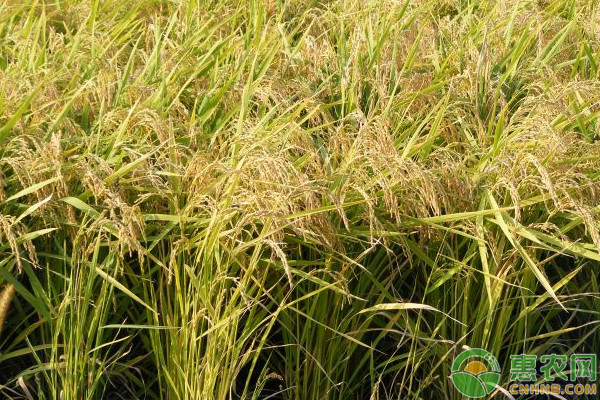 水稻栽培插秧好还是撒种子好？利弊在哪？